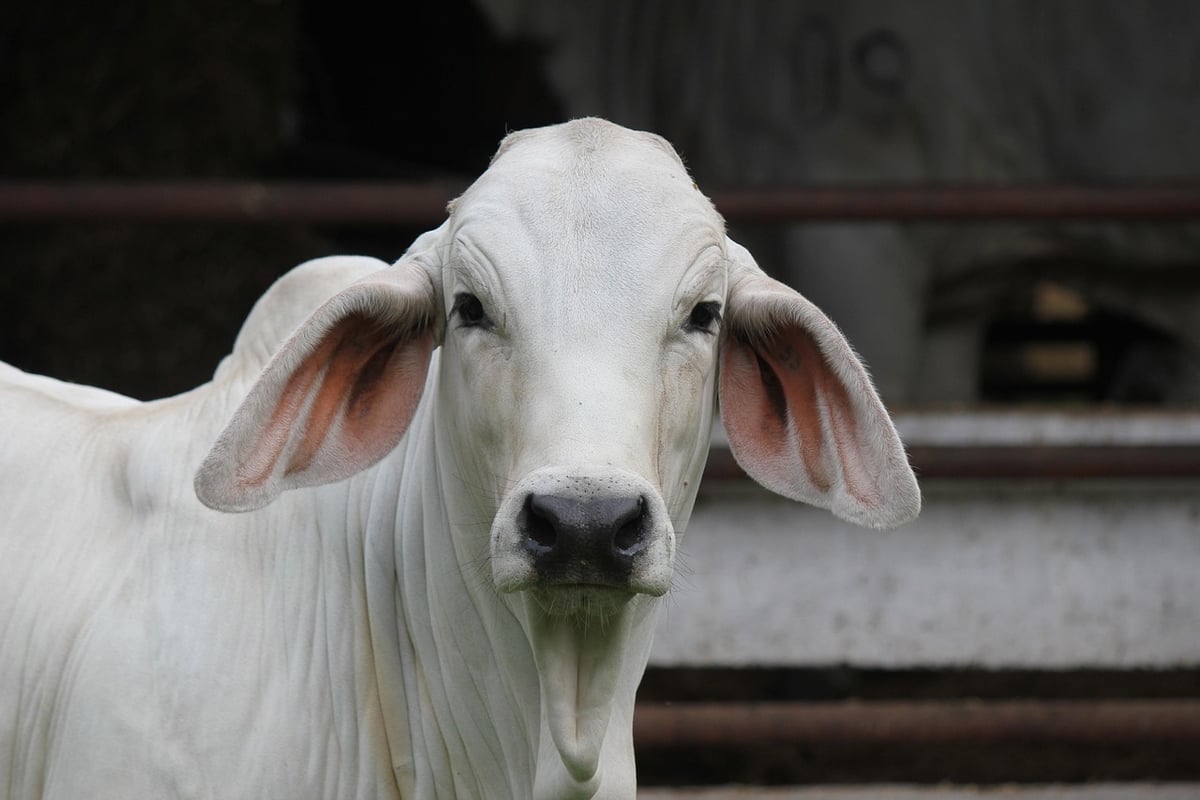 Tierhaltung: Wichtige Aspekte für eine artgerechte Haltung